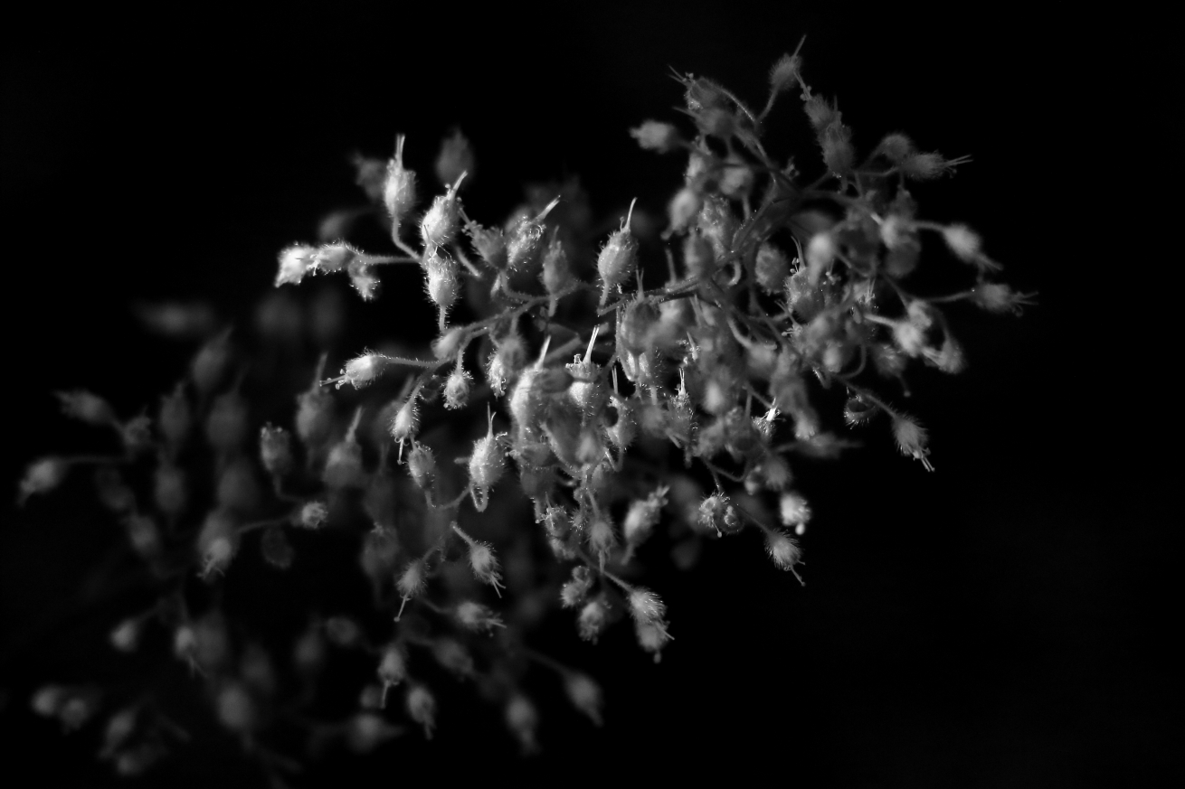 2015 09 02 HTP 06284ebw